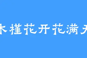 木槿花开花满天