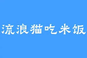 流浪猫吃米饭